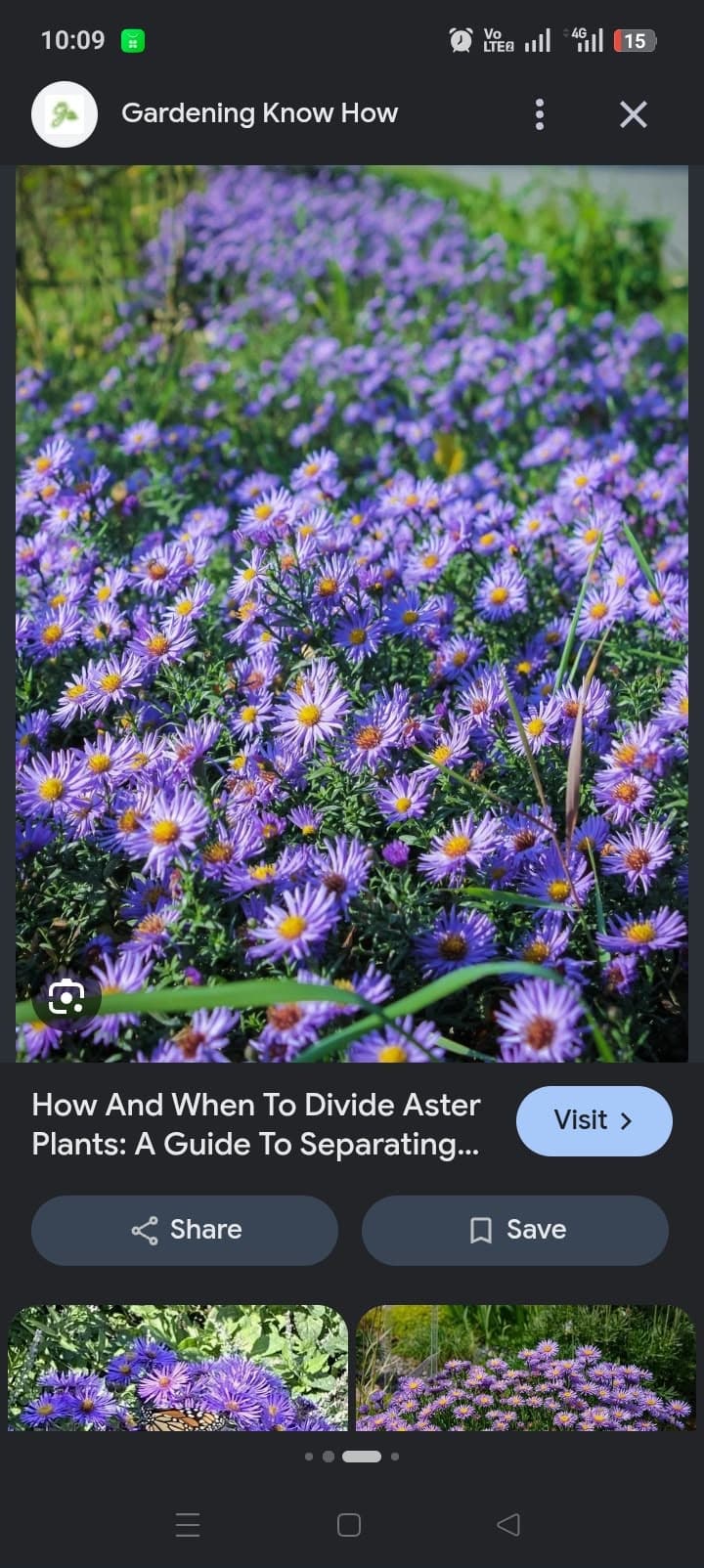 FLOWER GARDENING MASTERCLASS